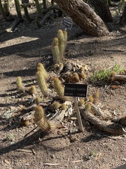 Trichocereus huascha