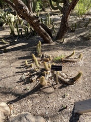 Trichocereus huascha
