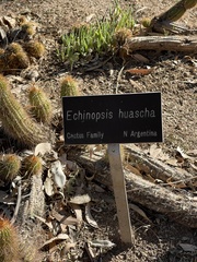 Trichocereus huascha