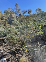 Eucalyptus gillii