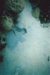 Cryptocentrus lutheri