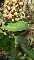 Miconia fallax
