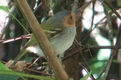 Poecilotriccus plumbeiceps