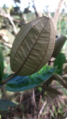 Miconia fallax