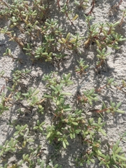 Blutaparon portulacoides