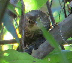 Syndactyla rufosuperciliata