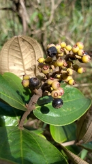 Miconia fallax