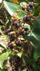 Miconia fallax