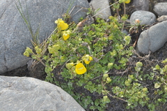 Calceolaria tenella