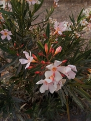 Nerium oleander