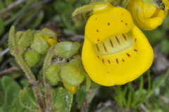 Calceolaria tenella