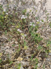 Richardia grandiflora