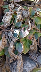 Bergenia stracheyi