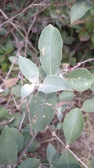 Sabicea brasiliensis