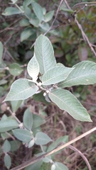 Sabicea brasiliensis