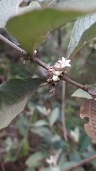 Sabicea brasiliensis