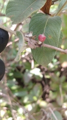 Sabicea brasiliensis