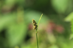 Carex triangularis