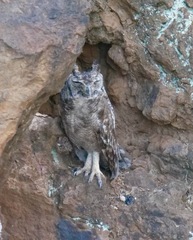 Bubo cinerascens