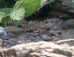 Caprimulgus clarus