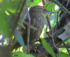 Syndactyla rufosuperciliata
