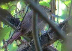 Syndactyla rufosuperciliata