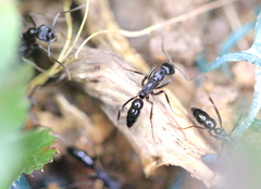 Leptogenys kitteli