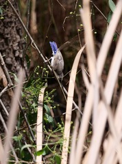 Anthreptes orientalis