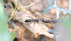 Leptogenys kitteli