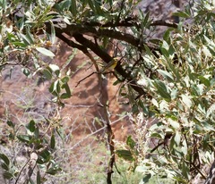 Crithagra dorsostriata