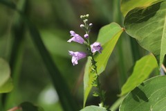 Physostegia intermedia