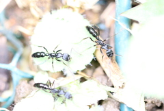 Leptogenys kitteli