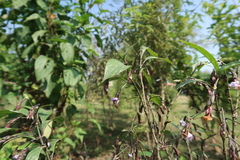 Strobilanthes callosa