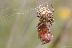 Araneus grossus