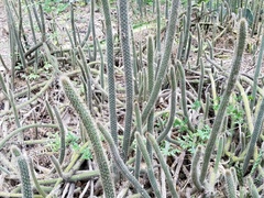 Nyctocereus serpentinus