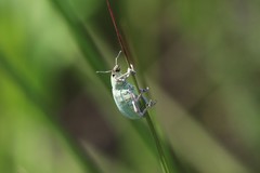 Compsus auricephalus