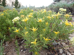 Ericameria suffruticosa