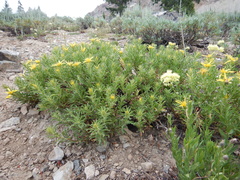 Ericameria suffruticosa