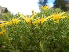 Ericameria suffruticosa