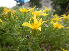 Ericameria suffruticosa