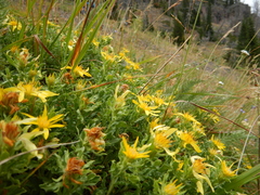 Ericameria suffruticosa