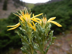 Ericameria suffruticosa