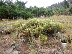 Ericameria suffruticosa