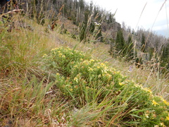 Ericameria suffruticosa