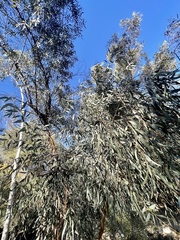 Eucalyptus celastroides