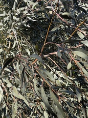 Eucalyptus celastroides