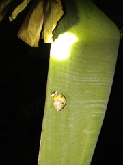 Amphidromus perversus