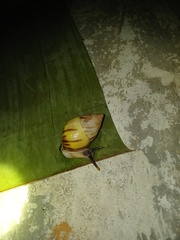 Amphidromus perversus