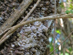 Anadenanthera colubrina