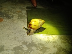 Amphidromus perversus